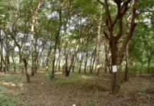 तपोवनातील जैवविविधतेसाठी जनआंदोलन उभारणार; महापालिकेच्या वृक्षतोडीविरोधात विविध संस्था, संघटनांचा निर्धार