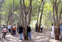 तपोवनातील झाडे वाचवण्यासाठी पर्यावरणप्रेमींचे चिपको आंदोलन, सात दिवसांत तब्बल 450 हरकती दाखल