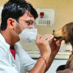 दुर्मिळ वन्यजीव संवर्धनासाठी ‘टॅक्सिडर्मी’चे वरदान