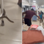 Thane news – दंश झालेल्या सापाला घेऊन ‘त्याने’ गाठले सिव्हिल हॉस्पिटल