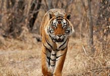 Sangameshwar News – सह्याद्री व्याघ्र प्रकल्पात ताडोबाची चंदा वाघीण दाखल