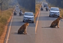 चंद्रपूर-मोहर्ली रस्त्यावर वाघाने अडवली वाट; प्रवासी खोळंबले