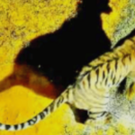 चंदाचे सह्याद्री व्याघ्र प्रकल्पात यशस्वी स्थानांतरण