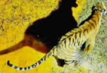 चंदाचे सह्याद्री व्याघ्र प्रकल्पात यशस्वी स्थानांतरण