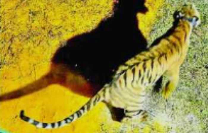 चंदाचे सह्याद्री व्याघ्र प्रकल्पात यशस्वी स्थानांतरण