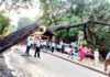 कंत्राटदाराचा निष्काळजीपणा विलेपार्ले येथे जिवंत झाड कोसळले