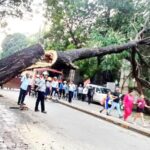कंत्राटदाराचा निष्काळजीपणा विलेपार्ले येथे जिवंत झाड कोसळले