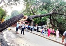 कंत्राटदाराचा निष्काळजीपणा विलेपार्ले येथे जिवंत झाड कोसळले