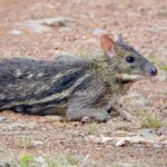 तुंगारेश्वरच्या जंगलात उंदरासारखे हरीण