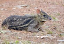 तुंगारेश्वरच्या जंगलात उंदरासारखे हरीण