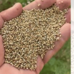 हिवाळ्यात बाजरी खाण्याचे आरोग्यवर्धक फायदे, वाचा