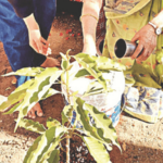 मातीत या रुजेन मी… पुन्हा बहरेन मी! सोनचाफ्यातून दरवळणार डॉ. बाबा आढाव यांचा स्मृतीगंध Dr. Baba Adhav's Ashes Immersed at Hamal Bhavan; Sonchafa Saplings Planted to Preserve Legacy