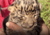 Leopard Cub Found in Dudha Shivar, Mehkar; Panic Grips Local Residents