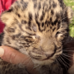 Leopard Cub Found in Dudha Shivar, Mehkar; Panic Grips Local Residents