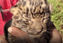 Leopard Cub Found in Dudha Shivar, Mehkar; Panic Grips Local Residents