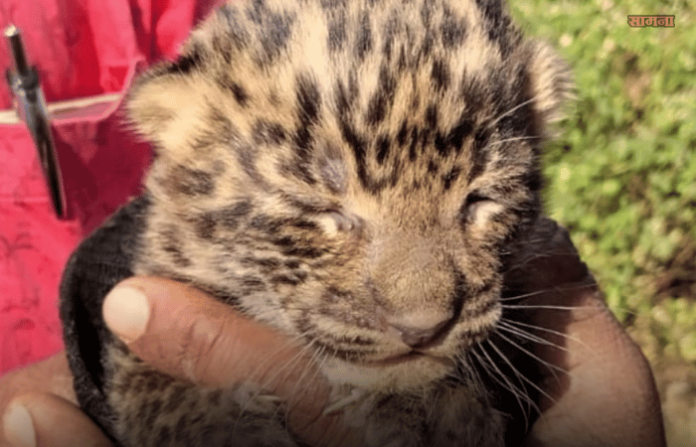 Leopard Cub Found in Dudha Shivar, Mehkar; Panic Grips Local Residents