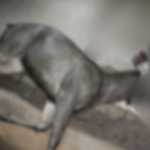 Ratnagiri News – रत्नागिरी-नागपूर महामार्गावर अज्ञात वाहनाची धडक बसून सांबराचा मृत्यू