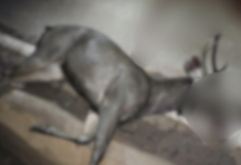 Ratnagiri News – रत्नागिरी-नागपूर महामार्गावर अज्ञात वाहनाची धडक बसून सांबराचा मृत्यू