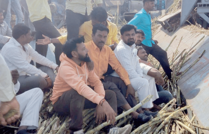 Sugarcane Price Declared Immediately After Farmers Jumped into Cane Hoppers Sugarcane Price Declared Immediately After Farmers Jumped into Cane Hoppers