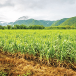 सिंचन लाभक्षेत्रातील पिकांची आता सॅटेलाईट नोंदणी