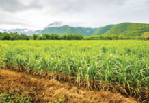 सिंचन लाभक्षेत्रातील पिकांची आता सॅटेलाईट नोंदणी