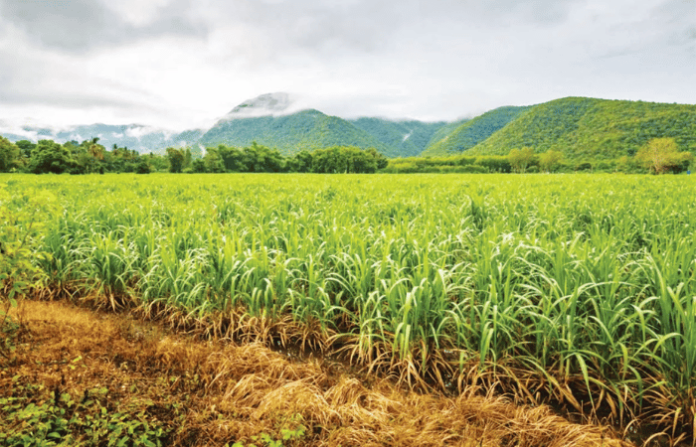 Sugercane Farm