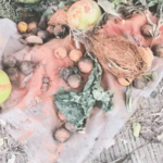 निवडणुकीत विजयासाठी अनिष्ट प्रथांना खतपाणी, पाचगणी नगरपरिषद निवडणूक Unethical Practices Fuelled for Victory in Panchgani Municipal Council Elections