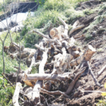 तपोवनातील वृक्षतोडीला 15 जानेवारीपर्यंत लवादाकडून स्थगिती… तोपर्यंत बाराशे वृक्षांची हत्या!