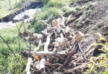 तपोवनातील वृक्षतोडीला 15 जानेवारीपर्यंत लवादाकडून स्थगिती… तोपर्यंत बाराशे वृक्षांची हत्या!