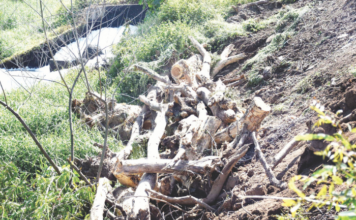 तपोवनातील वृक्षतोडीला 15 जानेवारीपर्यंत लवादाकडून स्थगिती… तोपर्यंत बाराशे वृक्षांची हत्या!