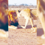 ट्रेंड – बायकोचा धाक, सिंह गपगार