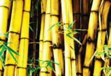 राज्याच्या तिजोरीला लागला 79 लाखांचा ‘बांबू’, वन अधिकाऱ्यांच्या चुकीचा आर्थिक फटका