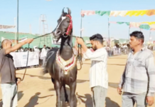 अपार लोकप्रियता, कोट्यवधी किंमत आणि राजेशाही थाट; 15 कोटींच्या ‘ब्रह्मोस’ने सारंगखेडा बाजार गाजवला