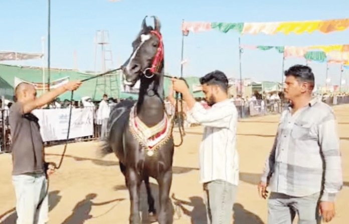 brahmos horse
