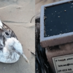 chinese gps tracker found on injured seagull at karnataka coast