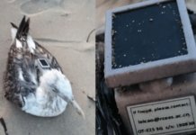 chinese gps tracker found on injured seagull at karnataka coast