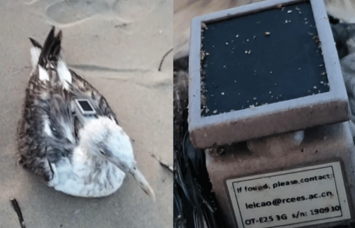 chinese gps tracker found on injured seagull at karnataka coast