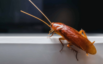 हे करून पहा – झुरळांचा त्रास कमी करण्यासाठी