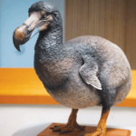 नवलच! एक होता ‘डोडो’