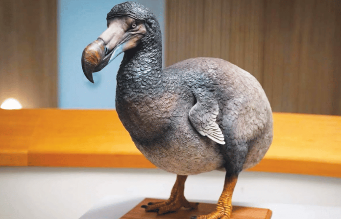 dodo bird