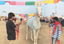सारंगखेड्यात व्हाईट कोब्रा, रुद्राणीचा जलवा