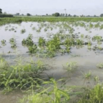 अतिवृष्टीग्रस्त 1 लाख 93 हजार शेतकऱ्यांना फटका, ई-केवायसी रखडल्यामुळे रक्कम अडकली