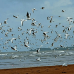 थंडीचा हंगाम सुरु झाला; कोकणच्या समुद्रकिनारी स्थलांतरीत पक्षांची लगबग