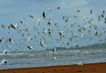 थंडीचा हंगाम सुरु झाला; कोकणच्या समुद्रकिनारी स्थलांतरीत पक्षांची लगबग