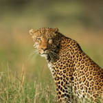 रायगड, ठाण्याचा वनविभाग समस्यांच्या ‘पिंजऱ्यात’ अडकला; ना पिंजरे, ना गाड्या, ना डॉक्टर, ना कर्मचारी, ना गन