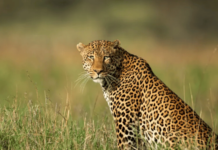 Ratnagiri News – राजापुरात देवीहसोळ गावात बिबट्याच्या संशयास्पद मृत्युने खळबळ