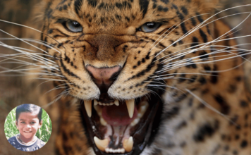 घराच्या उंबऱ्यावर बसलेल्या चिमुरडय़ावर बिबट्याचा हल्ला, संगमनेरमधील घटना; मुलाचा मृत्यू