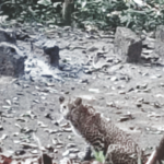 leopard sighting kudal digas humarmala sindhudurg news