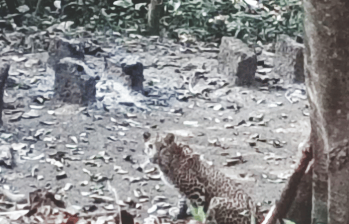 leopard sighting kudal digas humarmala sindhudurg news leopard sighting kudal digas humarmala sindhudurg news