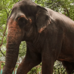 माधुरी हत्तीण परत येणार, मठाच्या जागेत वनताराचे संवर्धन केंद्र उभारणार